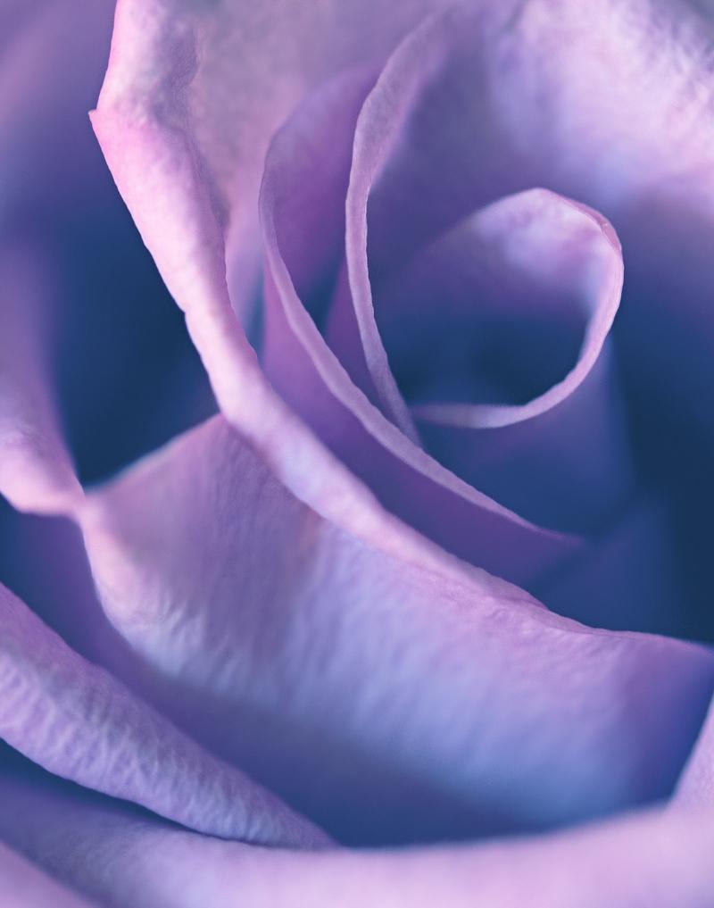Fragrance Oil Violet Rose